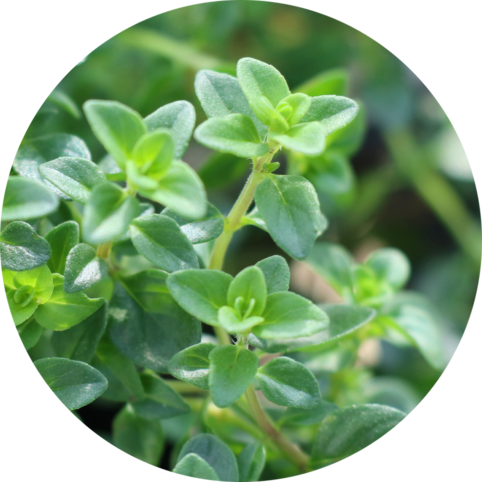 �^�C���G�L�X-1