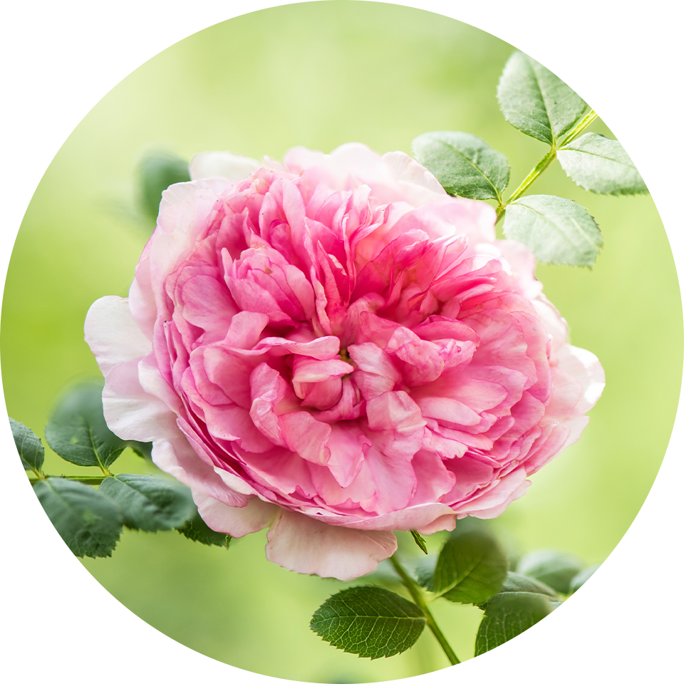 �C�U���C�o���G�L�X