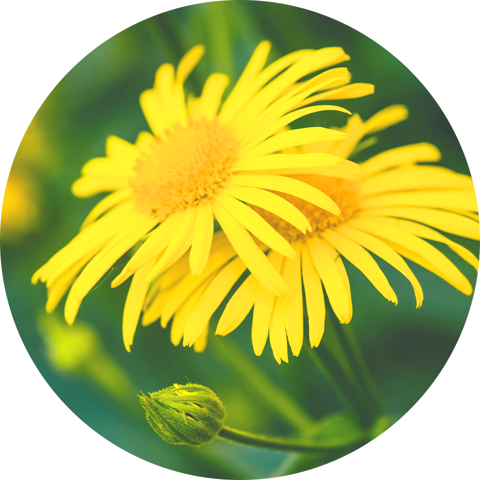 �A���j�J�G�L�X