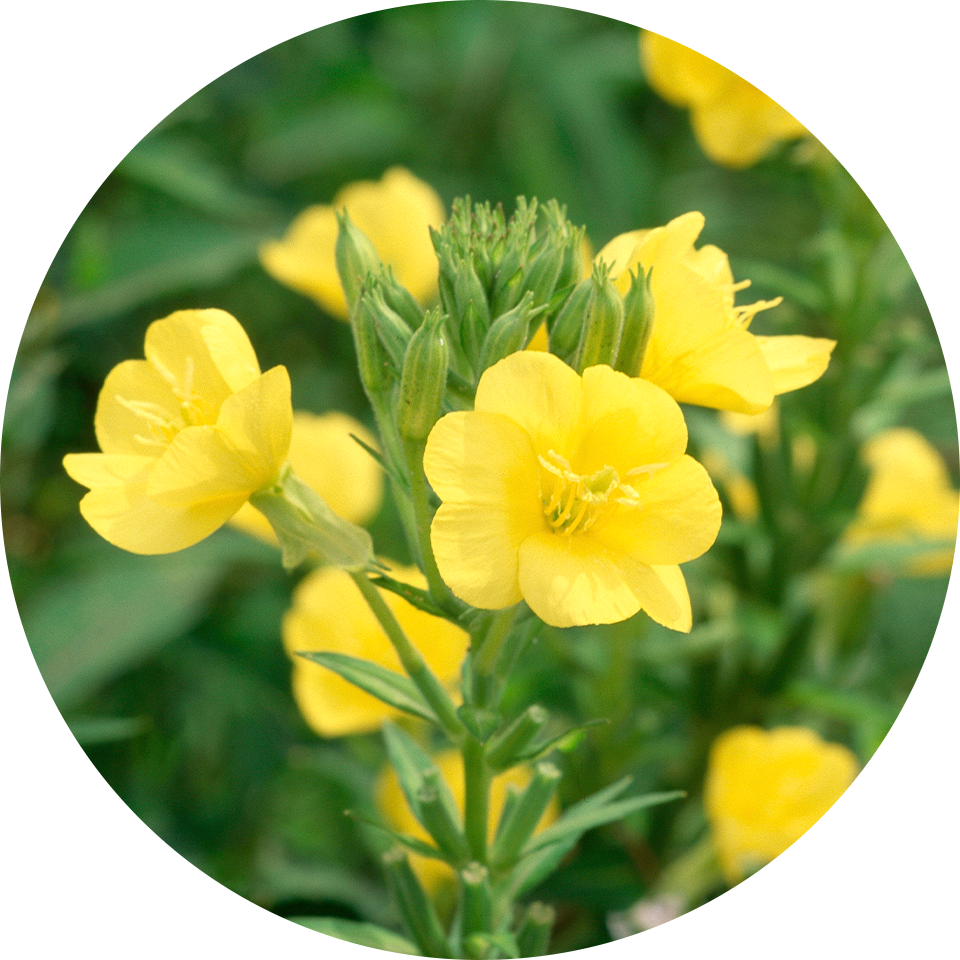 ���}�c���C�O�T���o�t