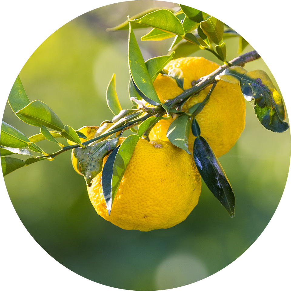 ���Y�Z���~�h